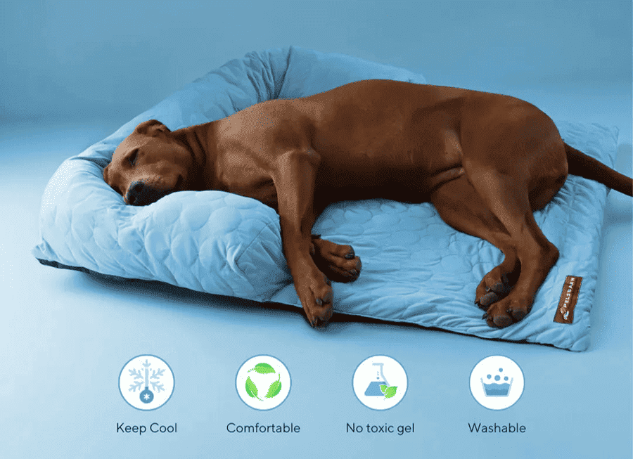 image dog