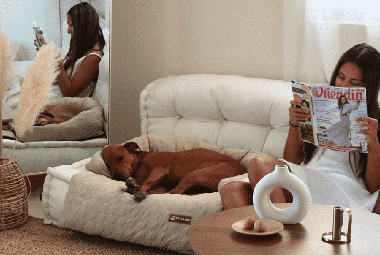 image dog