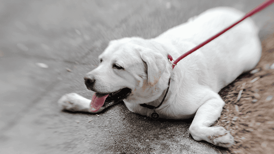 image dog