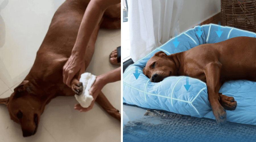image dog