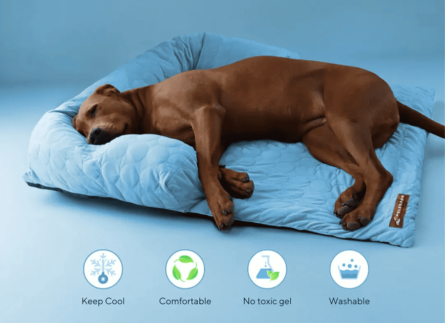 image dog