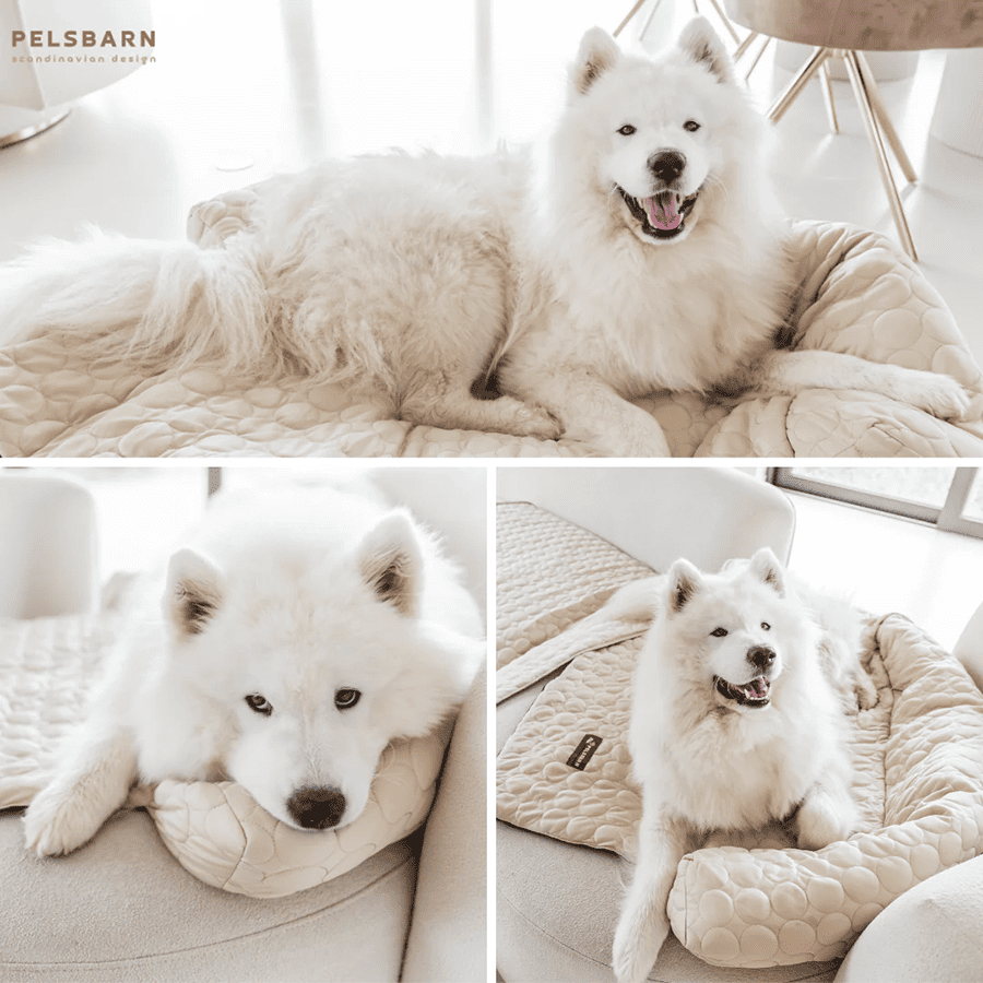 image dog