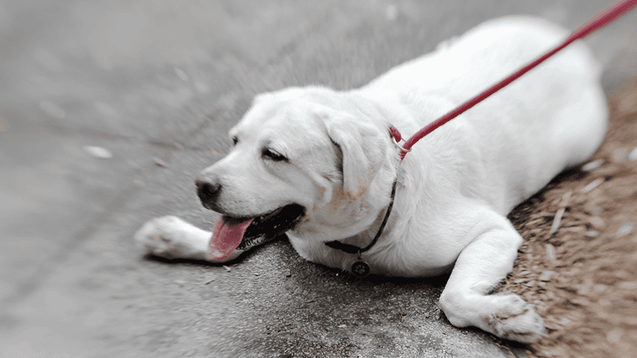 image dog