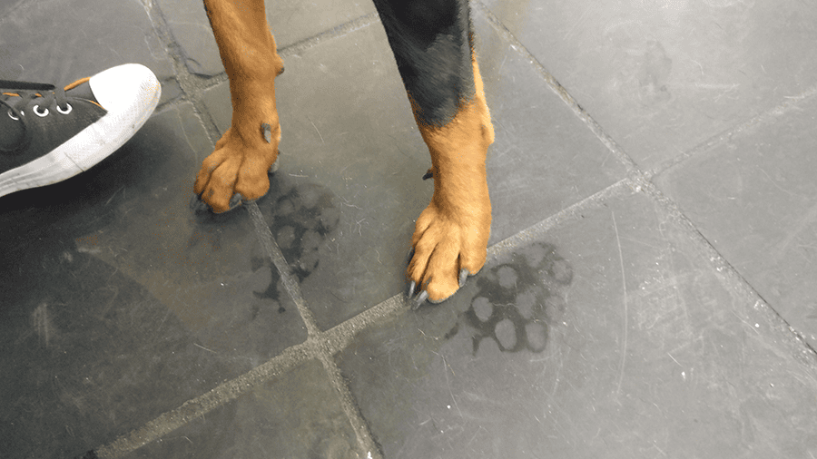 image dog