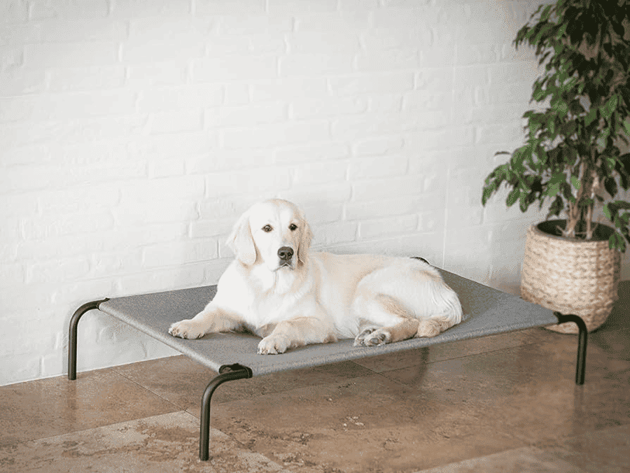 image dog
